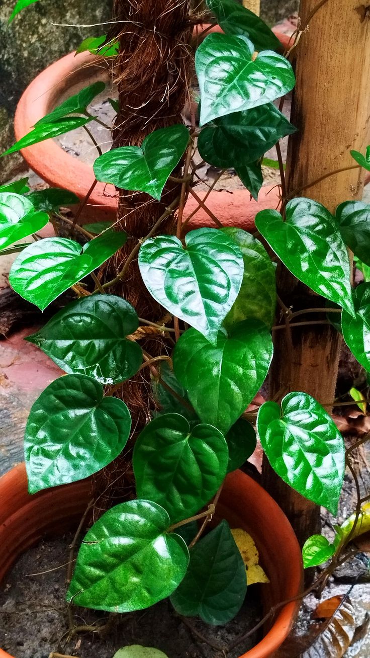 Betel Leaf Plant (Paan) (Piper betle)